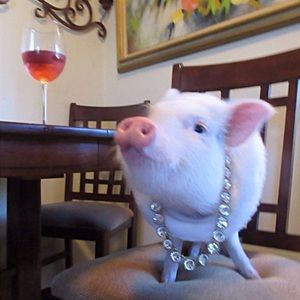 Meet your Posher, Charlie